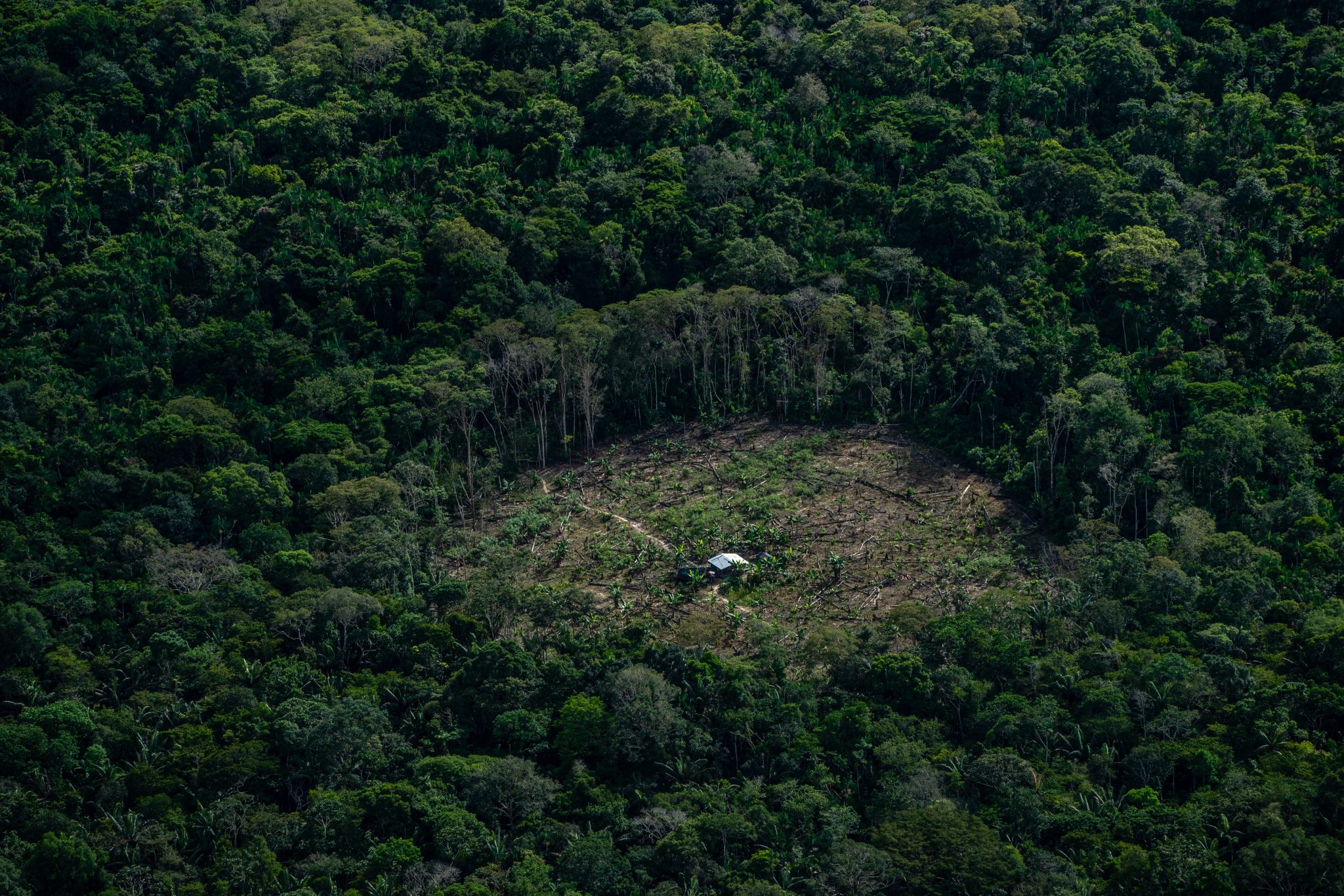 Federico Ríos deforestación