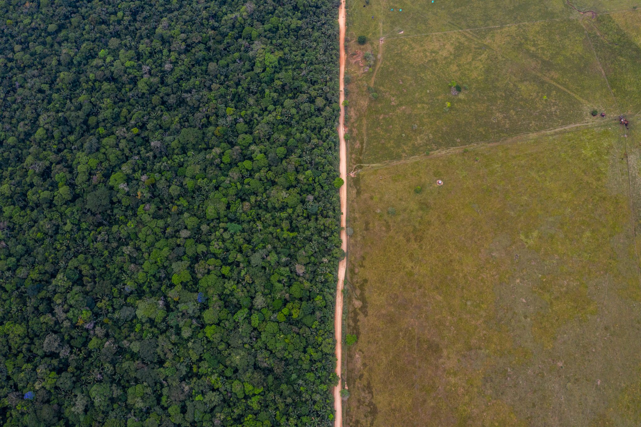 Federico ríos deforestación