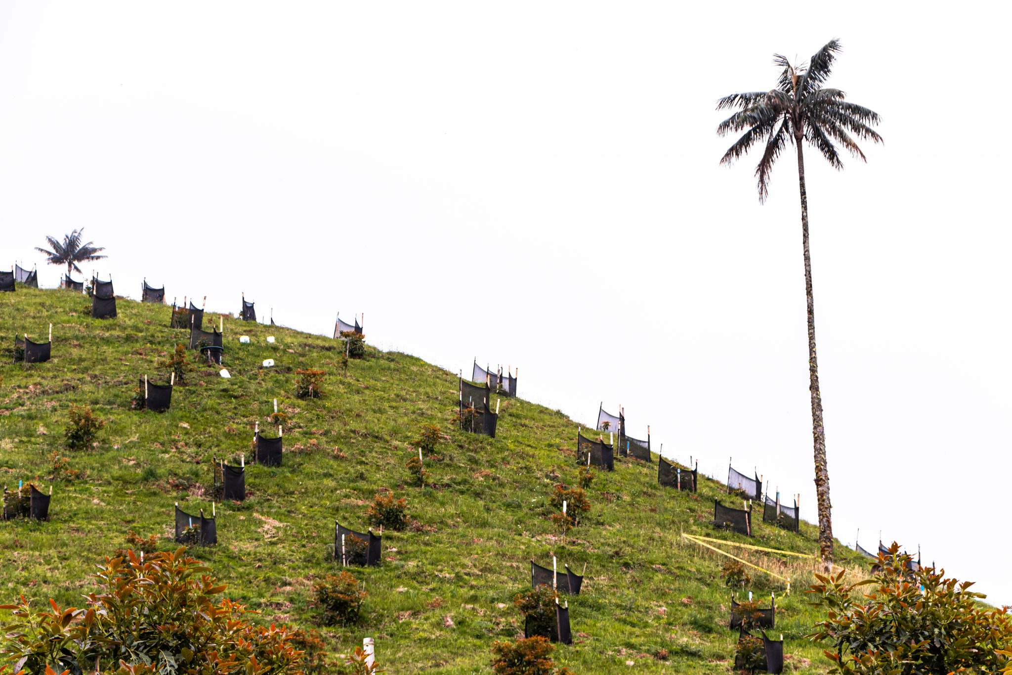 Cultivos de aguacate en territorios de la palma de cera, árbol nacional de Colombia. Crédito Sandra Bejarano Aguirre.
