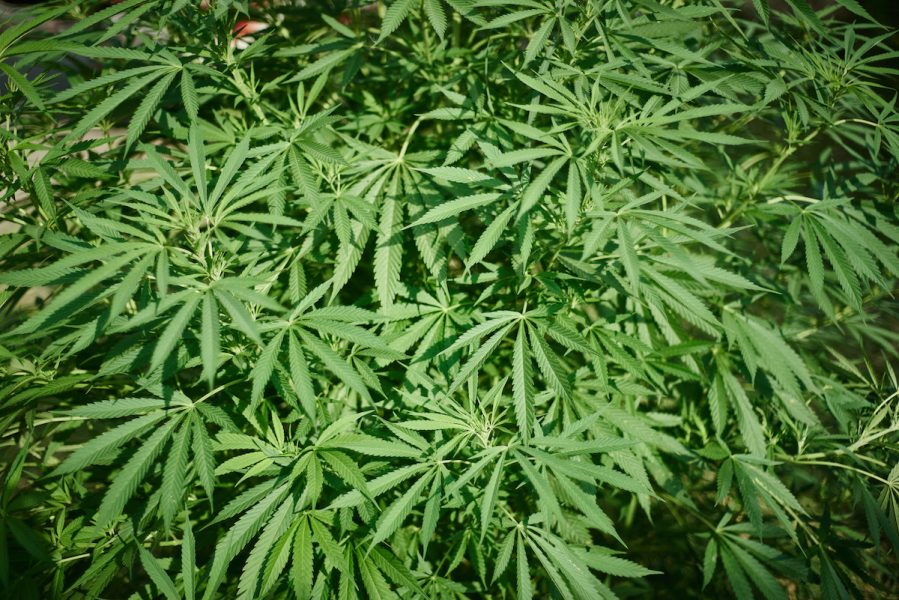 Cultivo de marihuana en el Norte del Cauca. Crédito: Gerald Bermúdez