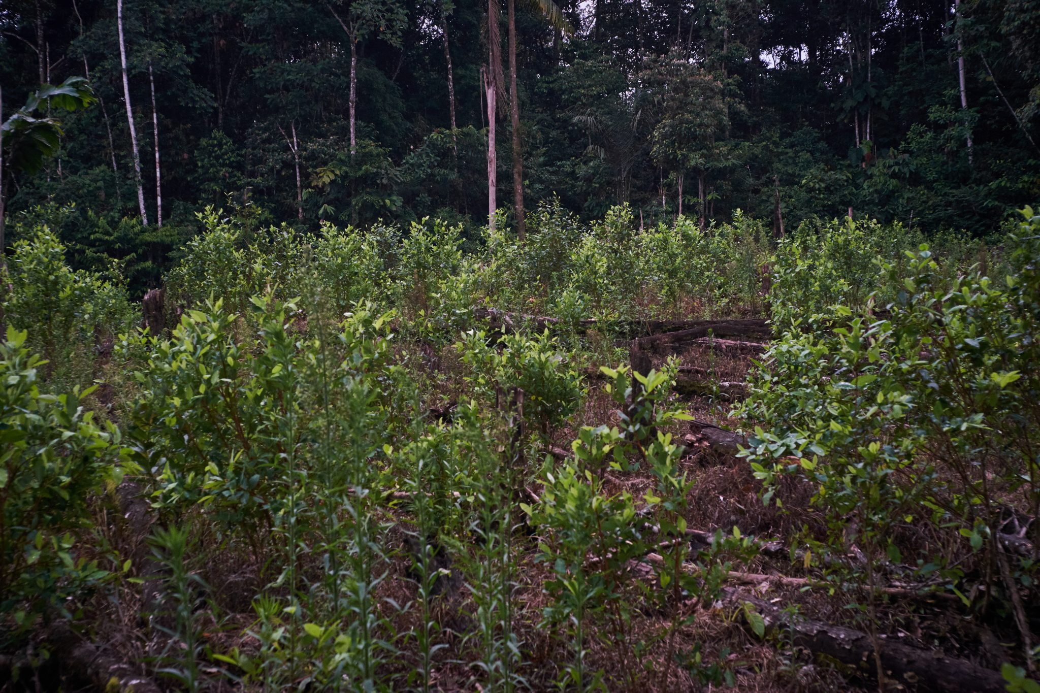 Foto 2_Crédito Gerald Bermúdez cultivos de coca