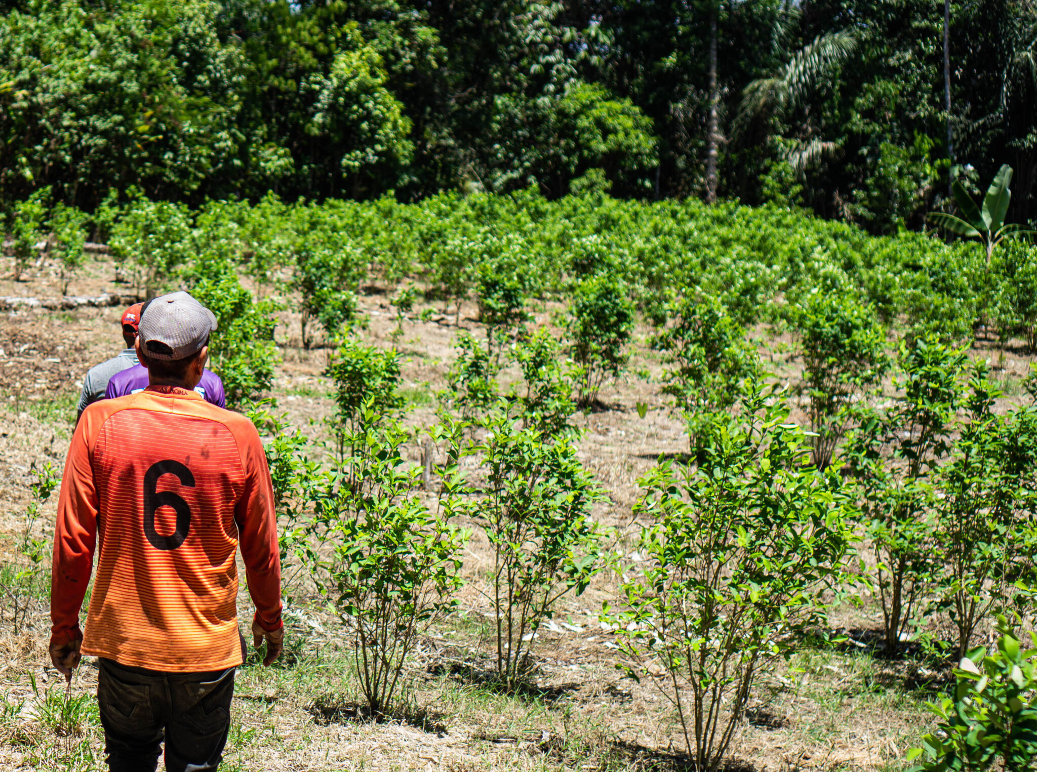Los cultivos de coca mueven la economía local a ambos lados del río Putumayo. Crédito: Bram Ebus.