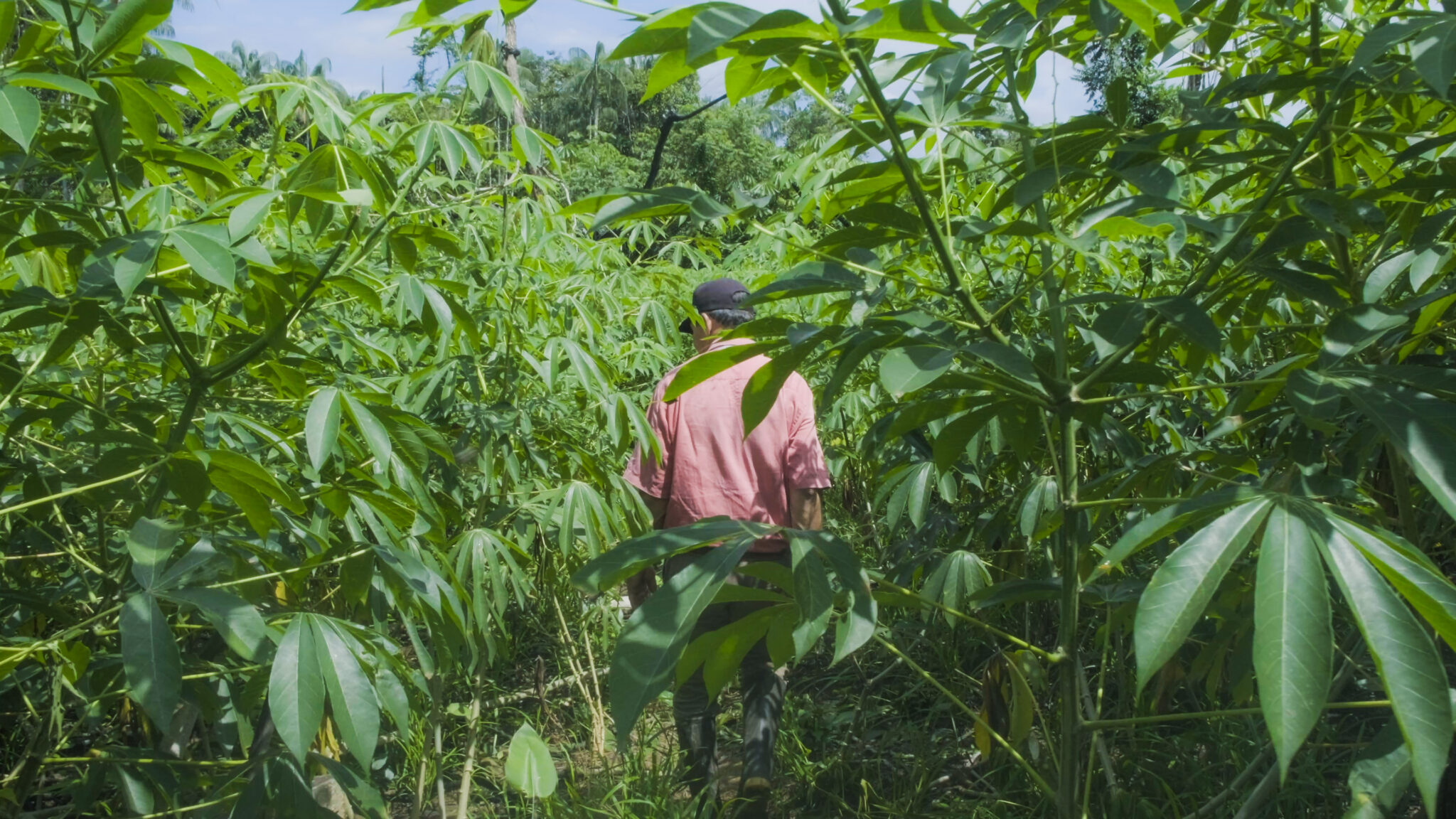 Mientras los cultivos ilegales de coca se meten dentro de los resguardos, los indígenas mantienen la orden de talarlos y solo usar la tierra para sus chagras. Foto: Sergio Alejandro Melgarejo.