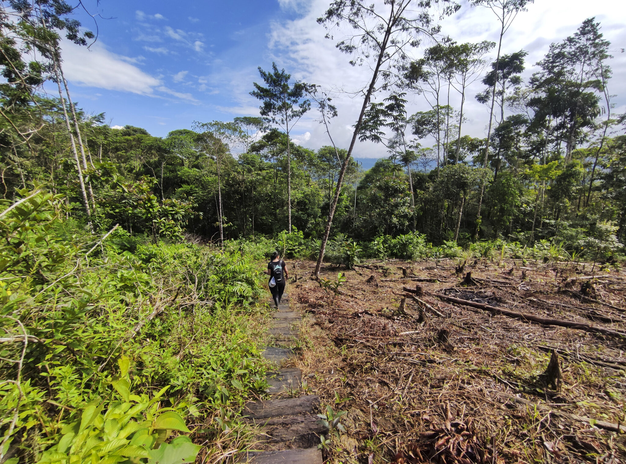 Una mujer atraviesa un pedazo de selva en la andinoamazonía colombiana, en el departamento de Putumayo. La selva talada en primer plano y, al fondo, todavía algunos árboles en pie. Foto: Natalia Pedraza Bravo.