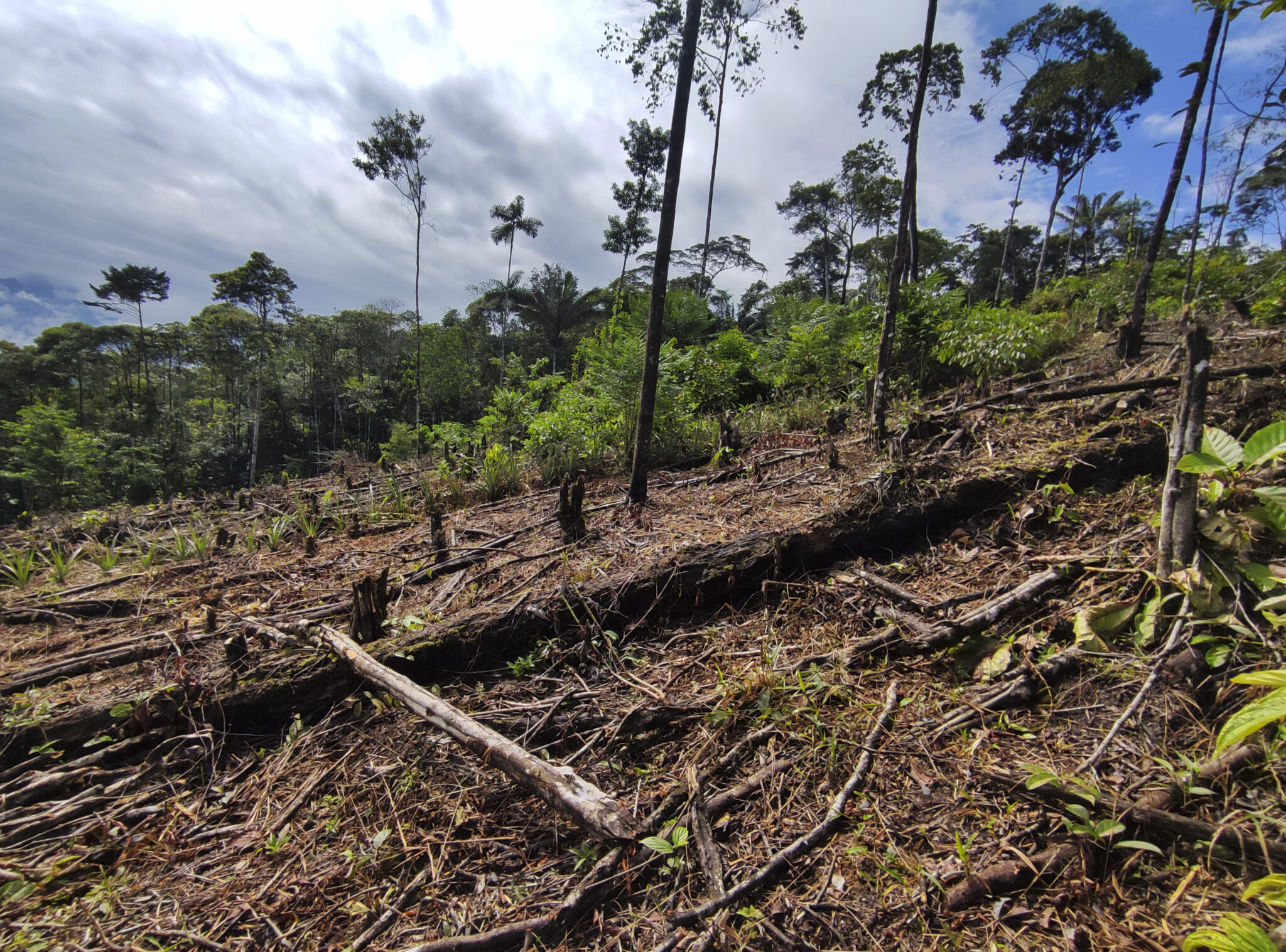 Fragmento de selva talada en el departamento del Putumayo, Colombia. Foto: Natalia Pedraza Bravo.