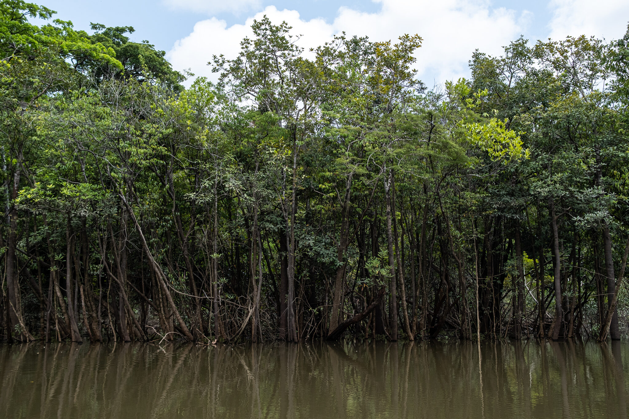 Las quebradas y ríos dentro del resguardo Curare Los Ingleses guardan una inmensa biodiversidad. Foto: Víctor Galeano.