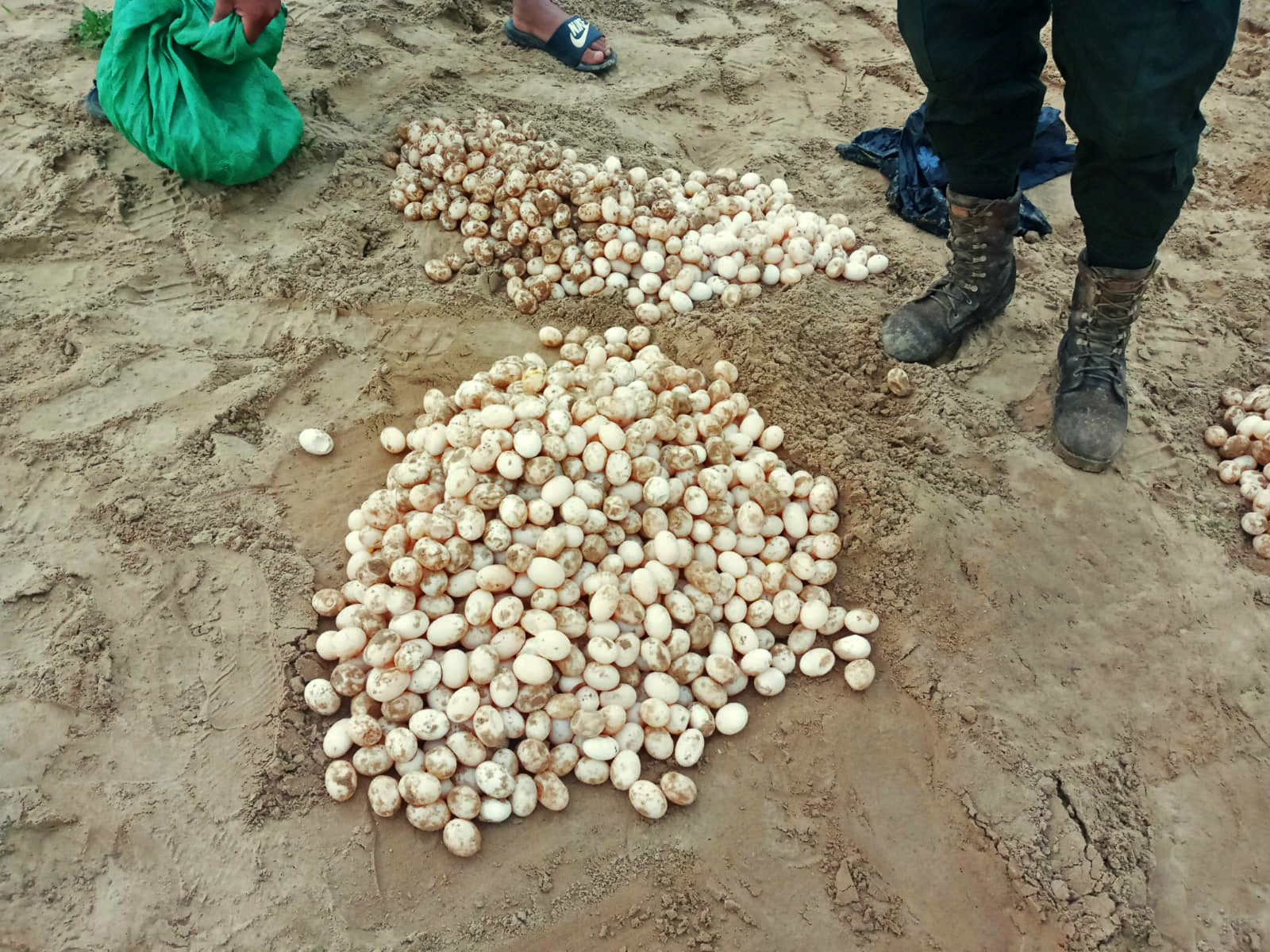 Amazon Bolivia contrabando peta de río decomiso huevos