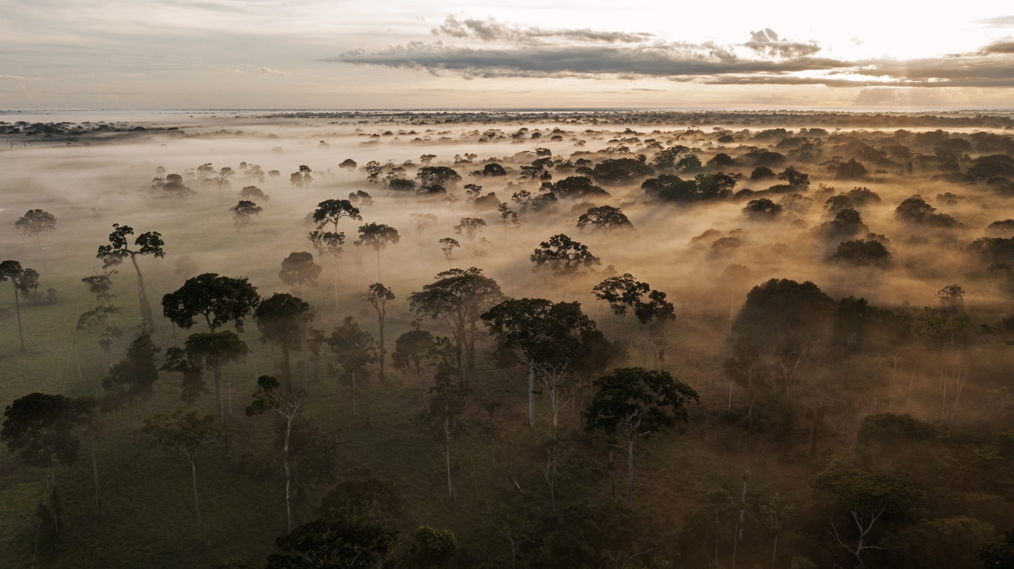 2 Bosques de Pando Bolivia Foto Eduardo Franco & Ernest Drawert