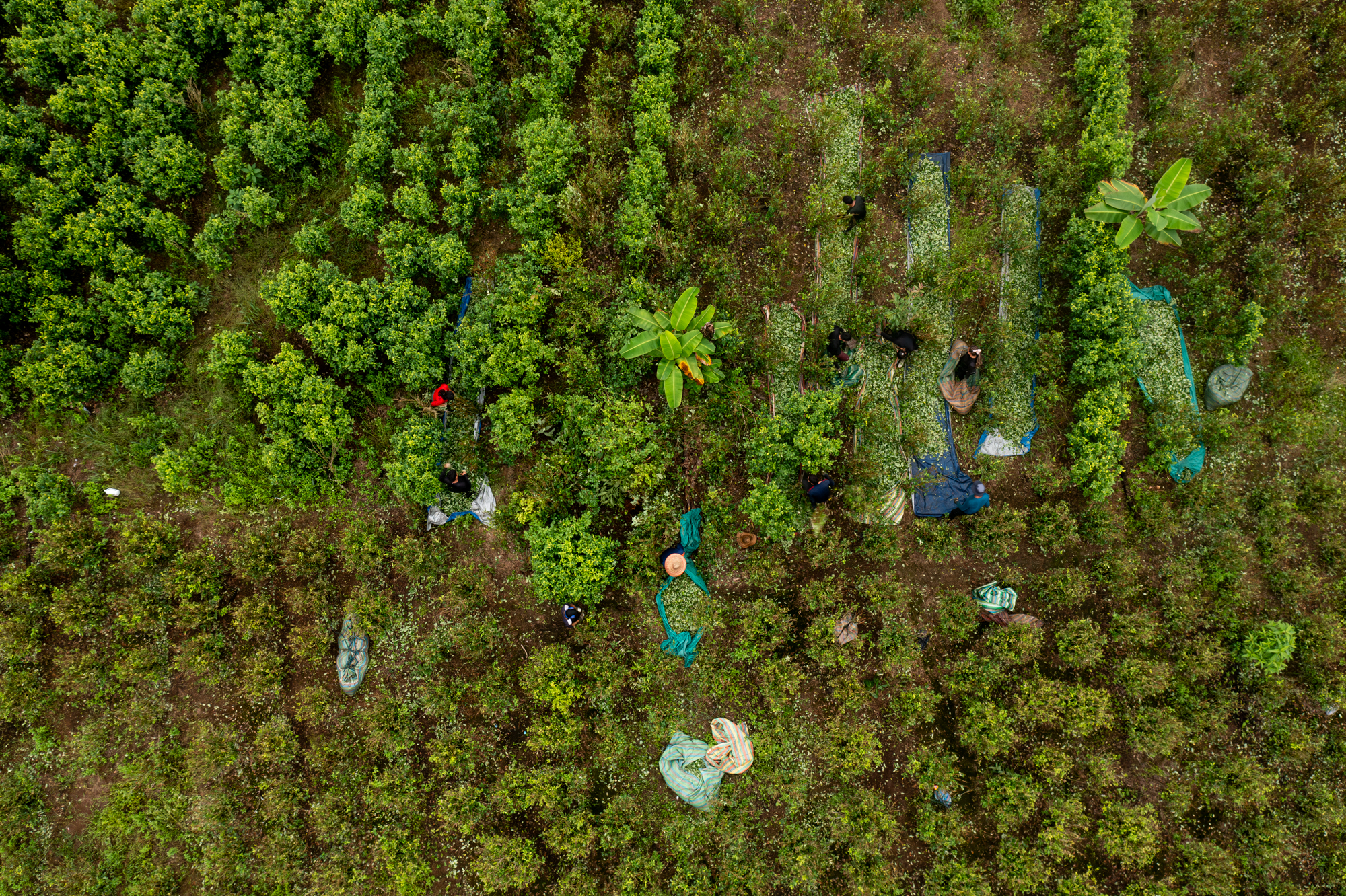 Un cultivo de coca en Putumayo. Actualmente hay más de 50 000 hectáreas en el departamento. Foto: Tom Laffay.