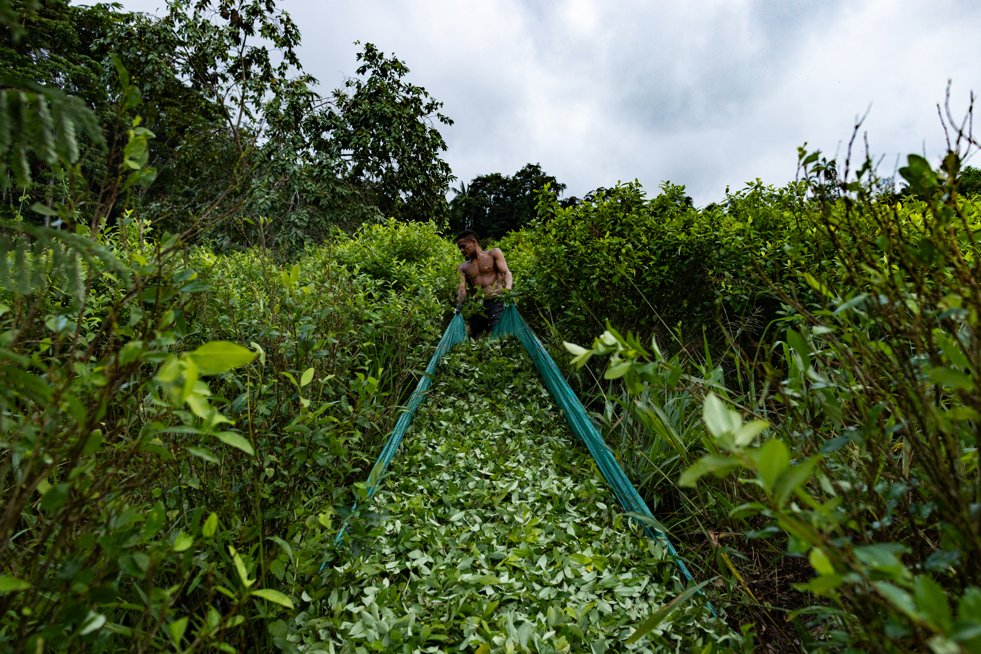 Un raspachín trabaja en una plantación de coca cerca de la frontera con Ecuador_Tom Laffay.