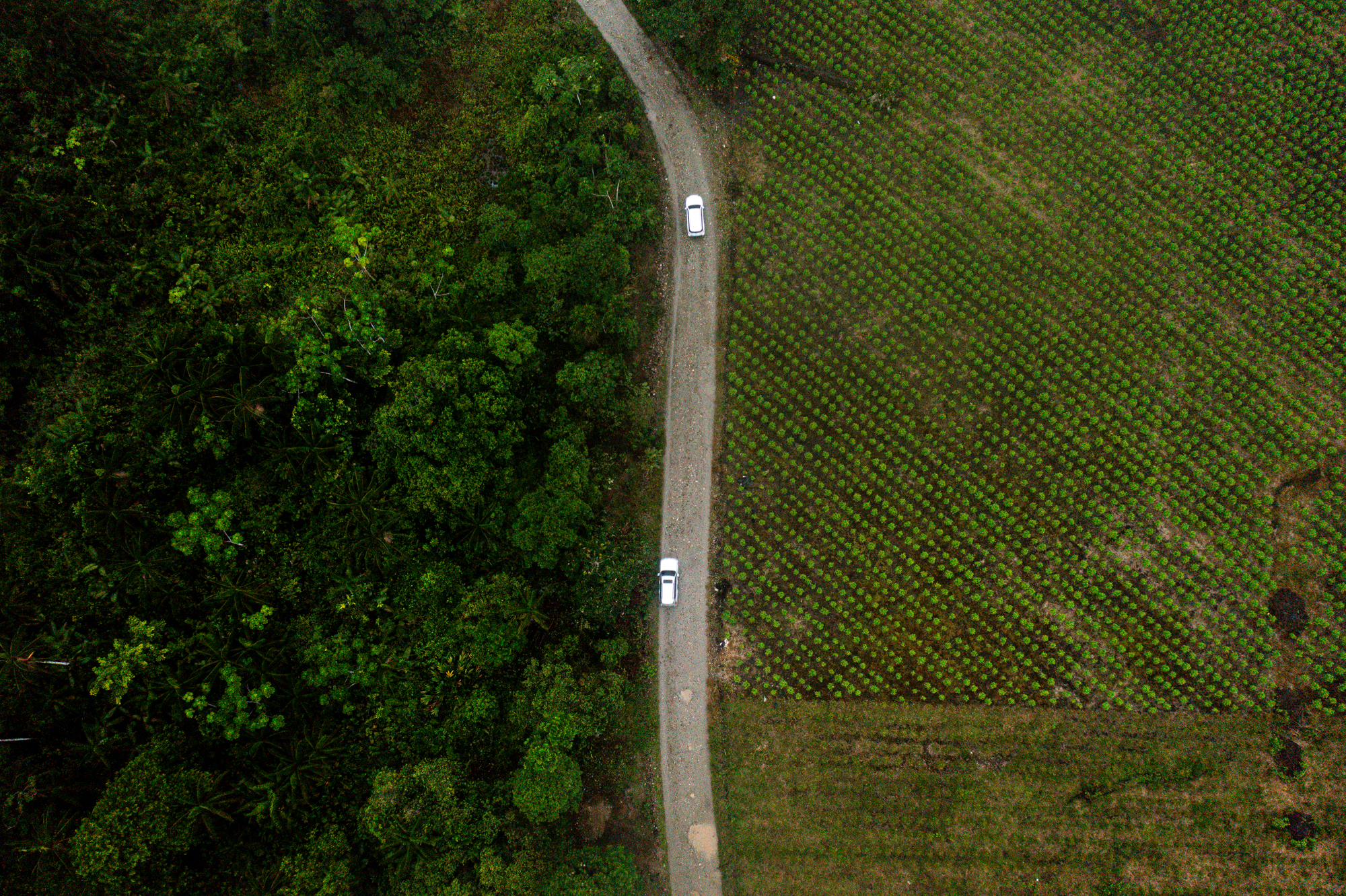 Camionetas de los Comandos de la Frontera recorren plantaciones de coca en Putumayo. Foto: Tom Laffay.