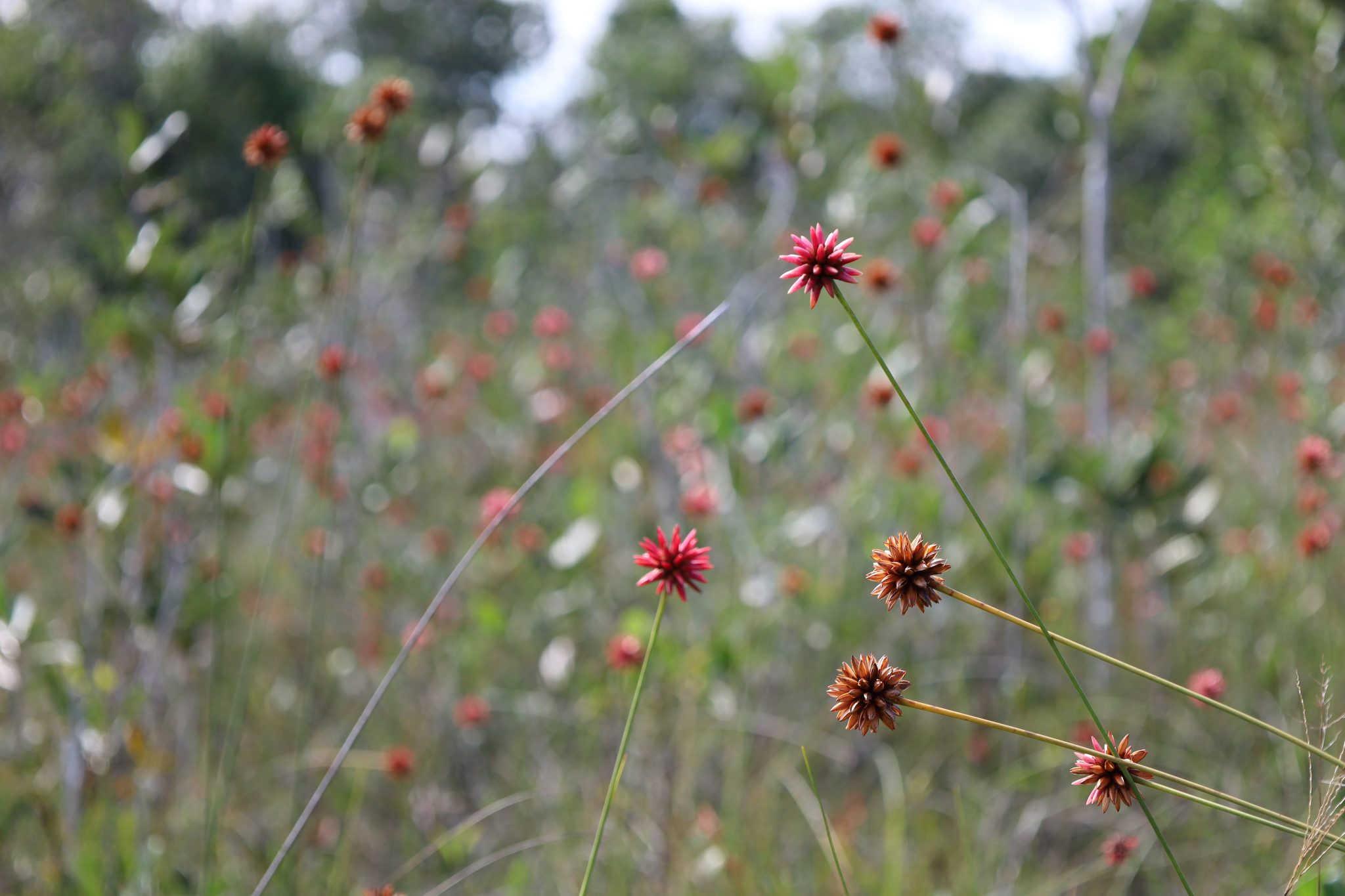 Foto 5. Un campo de Flor de Inírida a las afueras de la ciudad. Foto: Edwin Suárez.