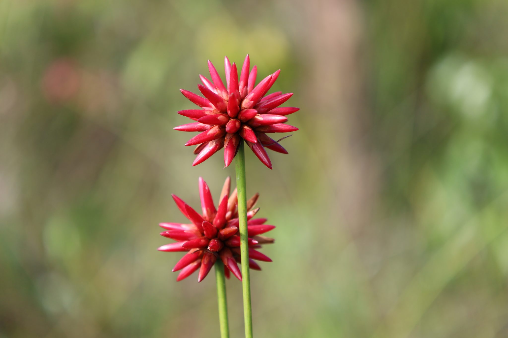 Foto 6. Variedad de la Flor de Inírida que florece durante la temporada seca. Foto: Edwin Suárez.
