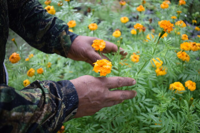 Foto 17_ Flor de muerto, planta exótica, común en América. Foto: Jinneth Paola Silva