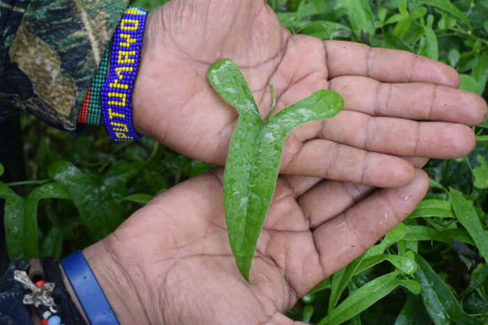 Hoja de la enredadera de Zaragoza. Foto Jinneth Paola Silva
