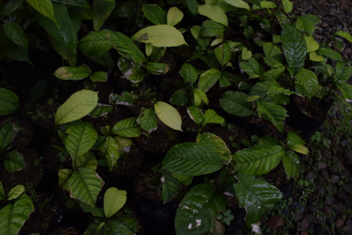 Foto 19_ Plántulas de coquindo. Foto Jinneth Paola Silva.