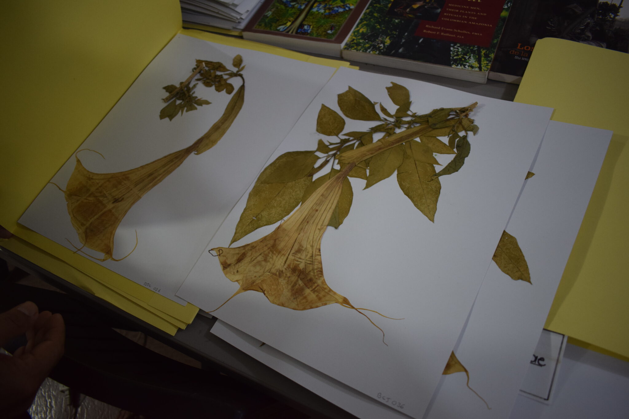 Foto 2: Flor de “borrachero” en proceso de registro. Foto: Paola Jinneth Silva Melo.