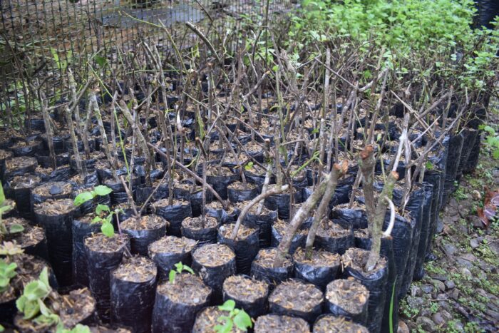 Foto 21_ Semillero de esquejes del bejuco sagrado de Yagé. Foto Jinneth Paola Silva.