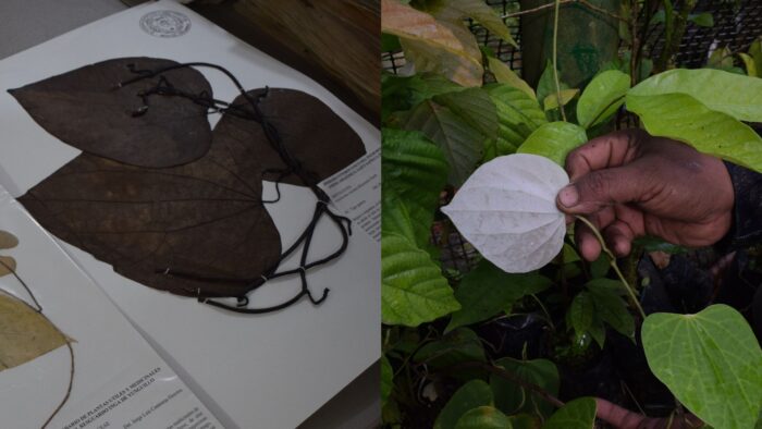 Foto 5_ Imagen comparativa de la Tigre guasca (Aristolochiaceae)