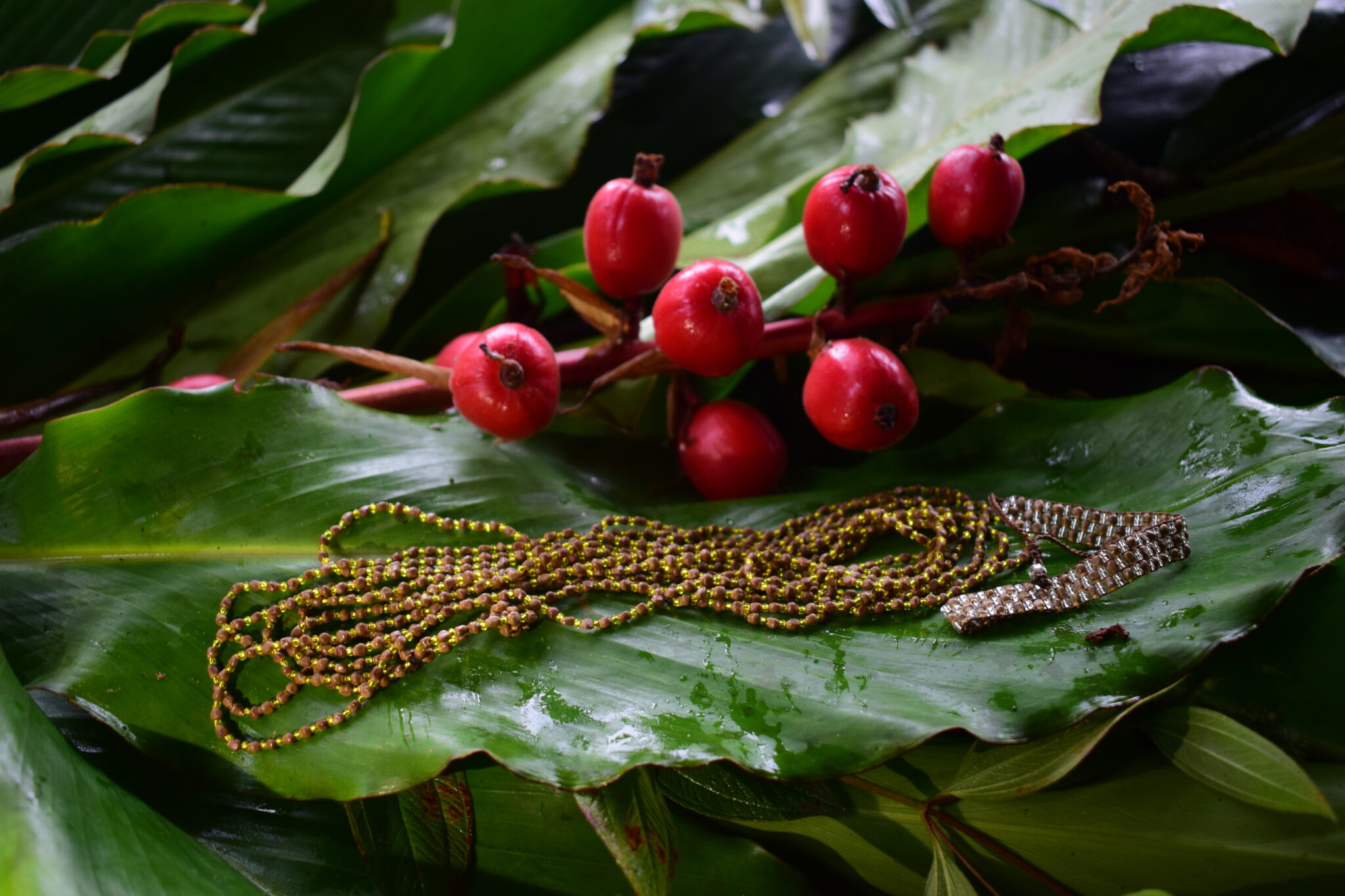 Foto 7_ Hojas y frutos del sirindango. Foto Jinneth Paola Silva